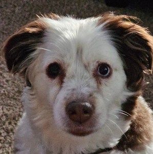 Meet your Posher, Heidi